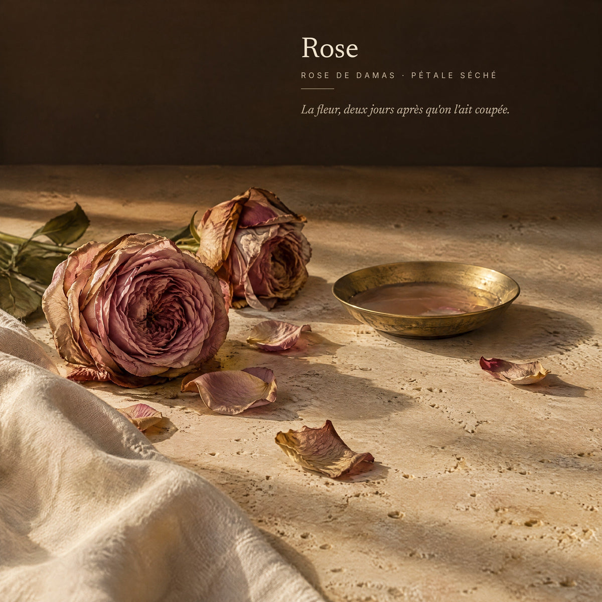 Rose — rose de Damas, pétale séché
